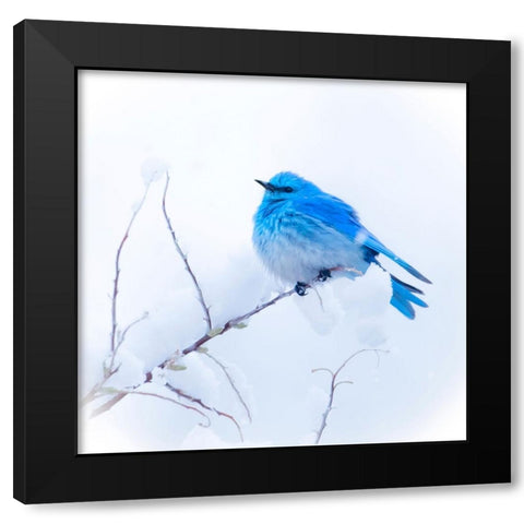 New Mexico. A portrait of a Mountain Bluebird on a branch in the snow. Black Modern Wood Framed Art Print by Muir, Janet