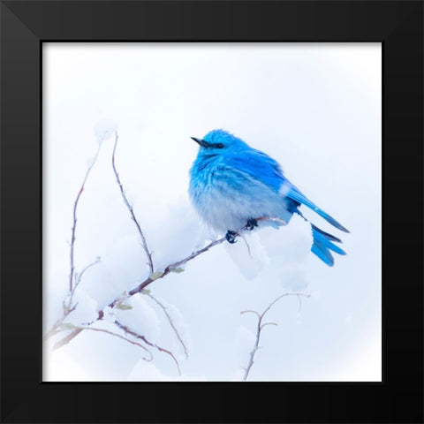 New Mexico. A portrait of a Mountain Bluebird on a branch in the snow. Black Modern Wood Framed Art Print by Muir, Janet