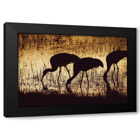 Sandhill crane silhouetted-Bosque del Apache National Wildlife Refuge-New Mexico Black Modern Wood Framed Art Print by Pryor, Maresa