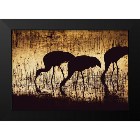 Sandhill crane silhouetted-Bosque del Apache National Wildlife Refuge-New Mexico Black Modern Wood Framed Art Print by Pryor, Maresa