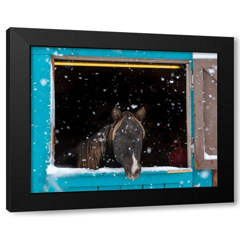 Rocky mountain looking out of stall during snow storm-New Mexico Black Modern Wood Framed Art Print with Double Matting by Pryor, Maresa