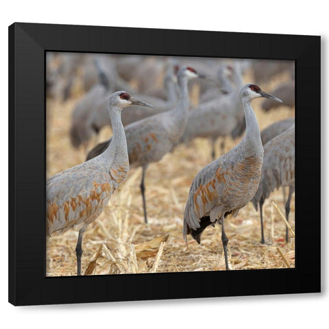 Sandhill Cranes gathered-in the corn fields of Bernardo Wildlife Area-New Mexico Black Modern Wood Framed Art Print by Pryor, Maresa
