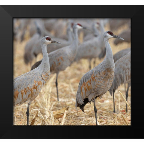Sandhill Cranes gathered-in the corn fields of Bernardo Wildlife Area-New Mexico Black Modern Wood Framed Art Print by Pryor, Maresa