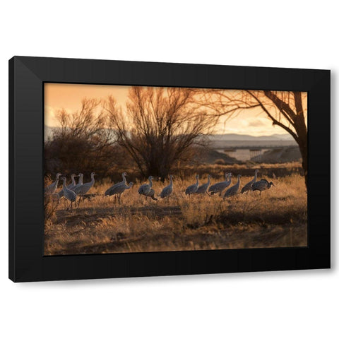 Sandhill cranes with SR 60 in background-Bernardo Wildlife Area-New Mexico Black Modern Wood Framed Art Print with Double Matting by Pryor, Maresa