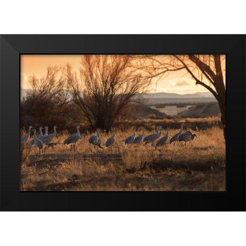 Sandhill cranes with SR 60 in background-Bernardo Wildlife Area-New Mexico Black Modern Wood Framed Art Print by Pryor, Maresa