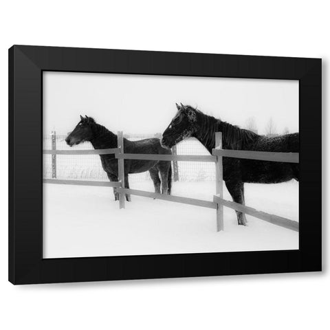 Horses in standing in snowy weather-Edgewood-New Mexico Black Modern Wood Framed Art Print with Double Matting by Pryor, Maresa