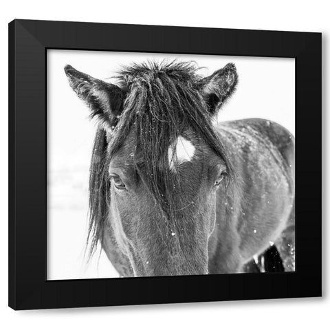 Horse in standing in snowy weather-Edgewood-New Mexico Black Modern Wood Framed Art Print by Pryor, Maresa