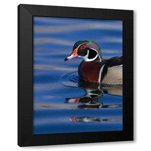 Wood duck drake in perfect coloration-New Mexico Black Modern Wood Framed Art Print with Double Matting by Pryor, Maresa