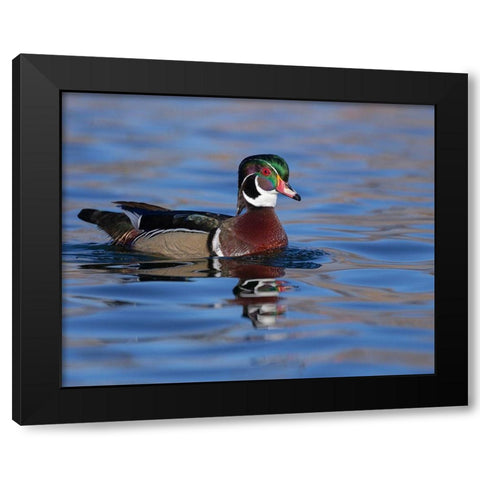 Wood duck drake in perfect coloration-New Mexico Black Modern Wood Framed Art Print by Pryor, Maresa