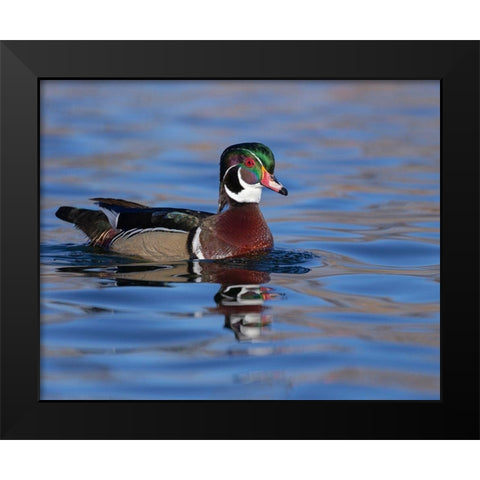 Wood duck drake in perfect coloration-New Mexico Black Modern Wood Framed Art Print by Pryor, Maresa