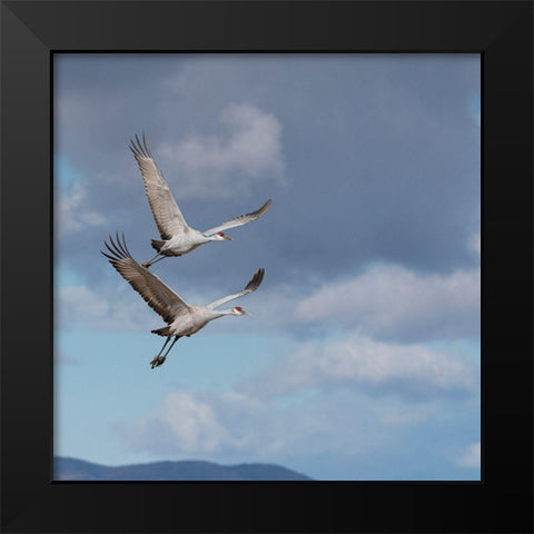 Sandhill cranes in flight-Grus canadensis-Bosque del Apache National Wildlife Refuge-New Mexico Black Modern Wood Framed Art Print by Pryor, Maresa