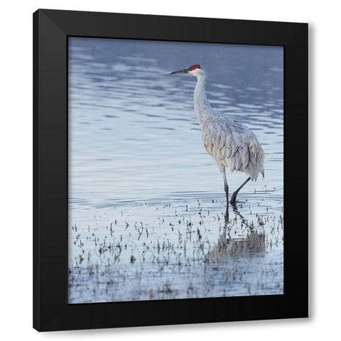 Sandhill crane-Bosque del Apache National Wildlife Refuge-New Mexico Black Modern Wood Framed Art Print by Pryor, Maresa