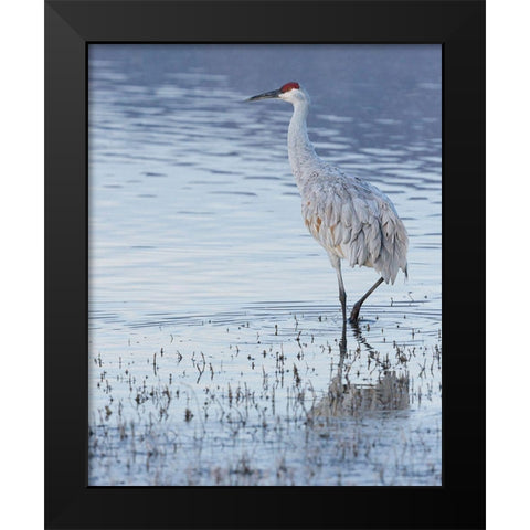 Sandhill crane-Bosque del Apache National Wildlife Refuge-New Mexico Black Modern Wood Framed Art Print by Pryor, Maresa