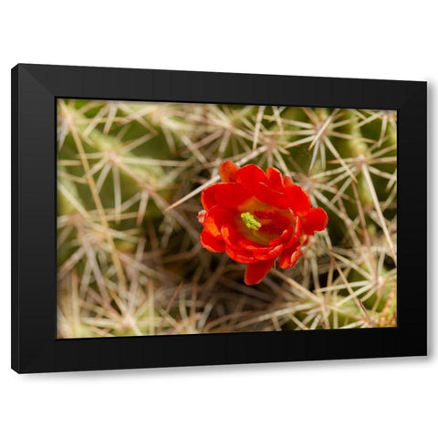 Claret-cup cactus just opening-Echinocereus coccineus-Albuquerque Golden Openspace trails-New Mexico Black Modern Wood Framed Art Print with Double Matting by Pryor, Maresa