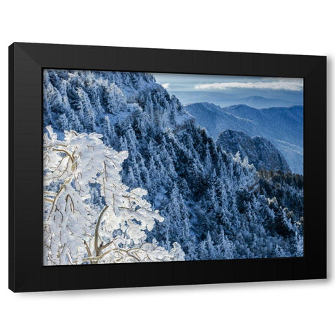Snow ice crystals blowing off tree-Sandia Mountain Wilderness-New Mexico Black Modern Wood Framed Art Print with Double Matting by Pryor, Maresa