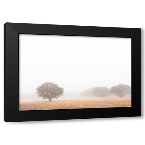 Tree in fog-Bosque del Apache National Wildlife Refuge-New Mexico Black Modern Wood Framed Art Print with Double Matting by Pryor, Maresa