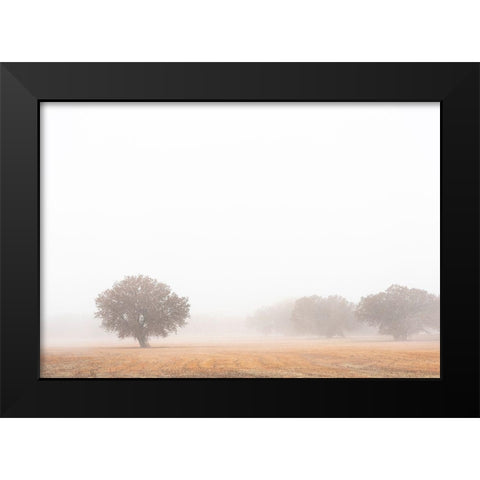 Tree in fog-Bosque del Apache National Wildlife Refuge-New Mexico Black Modern Wood Framed Art Print by Pryor, Maresa