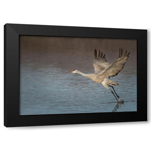 Sandhill crane in flight-grus canadensis-Bosque del Apache National Wildlife Refuge-New Mexico, Black Modern Wood Framed Art Print with Double Matting by Pryor, Maresa