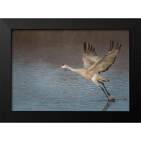 Sandhill crane in flight-grus canadensis-Bosque del Apache National Wildlife Refuge-New Mexico, Black Modern Wood Framed Art Print by Pryor, Maresa