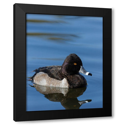 Ring-necked Duck-Aythya collaris-New Mexico Black Modern Wood Framed Art Print by Pryor-Luzier, Maresa