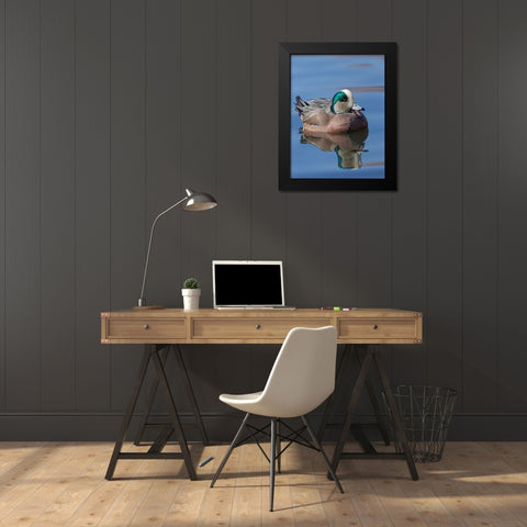 Male American Wigeon in freshwater pond-New Mexico Black Modern Wood Framed Art Print by Pryor-Luzier, Maresa