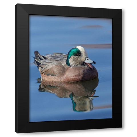 Male American Wigeon in freshwater pond-New Mexico Black Modern Wood Framed Art Print by Pryor-Luzier, Maresa
