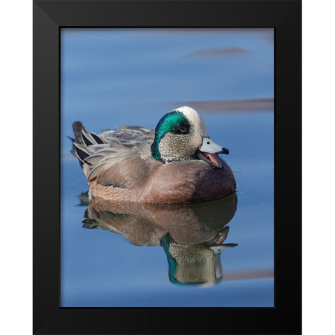 Male American Wigeon in freshwater pond-New Mexico Black Modern Wood Framed Art Print by Pryor-Luzier, Maresa