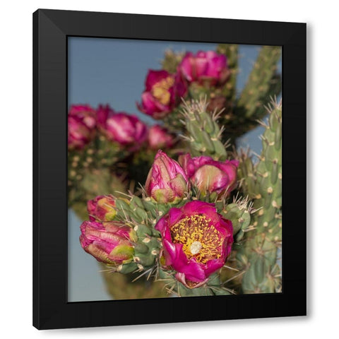 Tree cholla in bloom-high desert of Edgewood-New Mexico Black Modern Wood Framed Art Print by Pryor-Luzier, Maresa