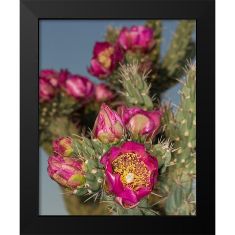 Tree cholla in bloom-high desert of Edgewood-New Mexico Black Modern Wood Framed Art Print by Pryor-Luzier, Maresa