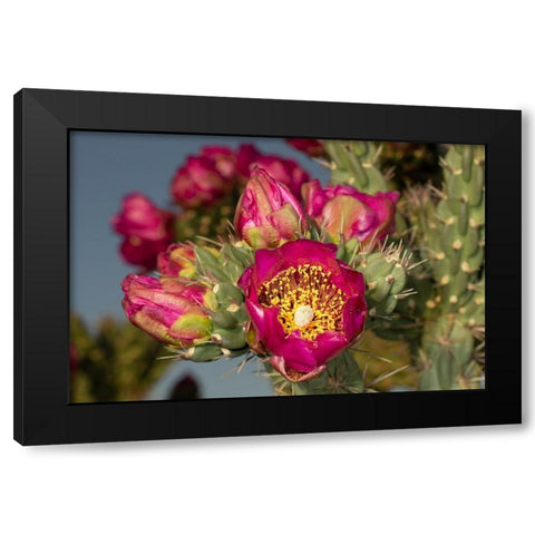 Tree cholla in bloom-high desert of Edgewood-New Mexico Black Modern Wood Framed Art Print by Pryor-Luzier, Maresa