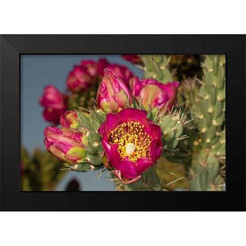 Tree cholla in bloom-high desert of Edgewood-New Mexico Black Modern Wood Framed Art Print by Pryor-Luzier, Maresa