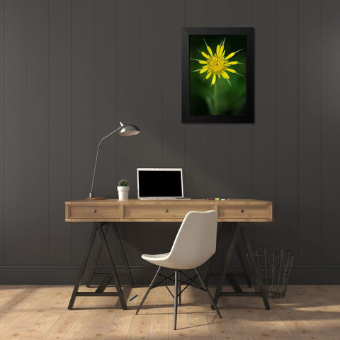 Yellow Salsify-Tragopogon dubius-Capulin Sprints Trail-Sandia Mountains-New Mexico Black Modern Wood Framed Art Print by Pryor-Luzier, Maresa