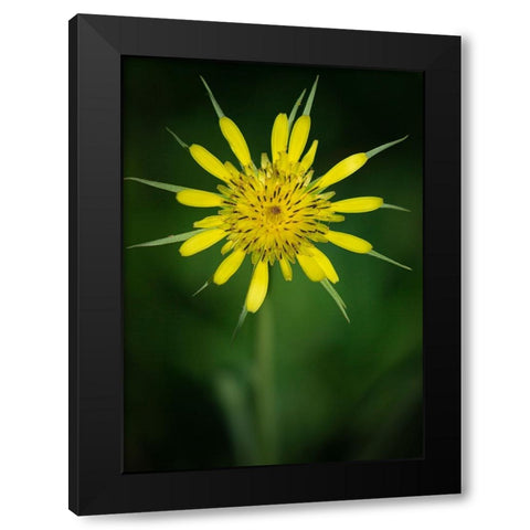 Yellow Salsify-Tragopogon dubius-Capulin Sprints Trail-Sandia Mountains-New Mexico Black Modern Wood Framed Art Print with Double Matting by Pryor-Luzier, Maresa