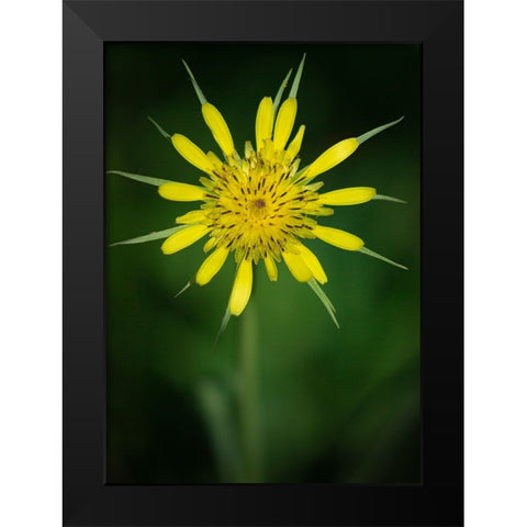 Yellow Salsify-Tragopogon dubius-Capulin Sprints Trail-Sandia Mountains-New Mexico Black Modern Wood Framed Art Print by Pryor-Luzier, Maresa