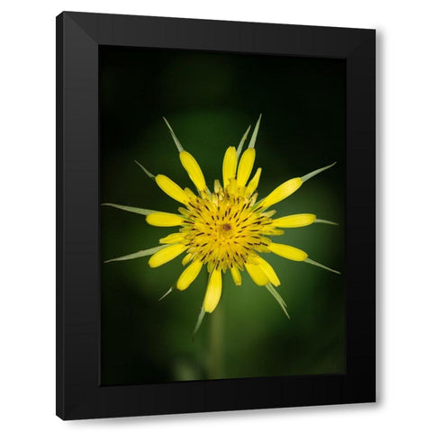 Yellow Salsify-Tragopogon dubius-Capulin Sprints Trail-Sandia Mountains-New Mexico Black Modern Wood Framed Art Print with Double Matting by Pryor-Luzier, Maresa