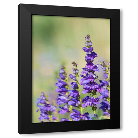 Rocky Mountain Beardtongue-Rocky Mountain Penstemon flowers-Sandia Mountains-New Mexico Black Modern Wood Framed Art Print by Pryor-Luzier, Maresa