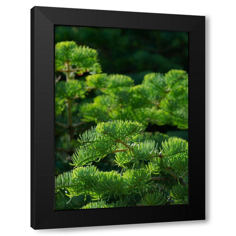 White fir needles-Abies concolor-Capulin Springs Trail-Sandia Mountains-New Mexico Black Modern Wood Framed Art Print with Double Matting by Pryor-Luzier, Maresa