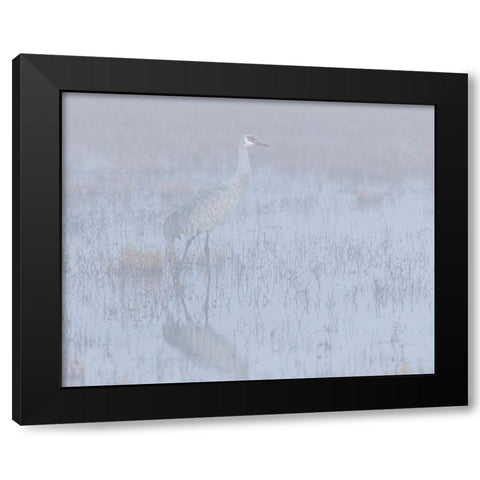 Sandhill crane-foggy morning-Bosque del Apache National Wildlife Refuge-New Mexico Black Modern Wood Framed Art Print by Pryor-Luzier, Maresa