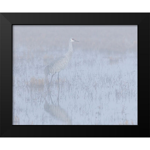 Sandhill crane-foggy morning-Bosque del Apache National Wildlife Refuge-New Mexico Black Modern Wood Framed Art Print by Pryor-Luzier, Maresa