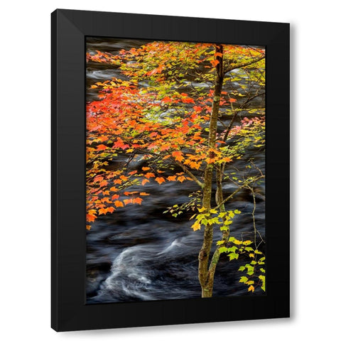 USA-New York-Adirondacks Long Lake-young maple beside the Raquette River Black Modern Wood Framed Art Print with Double Matting by Collins, Ann