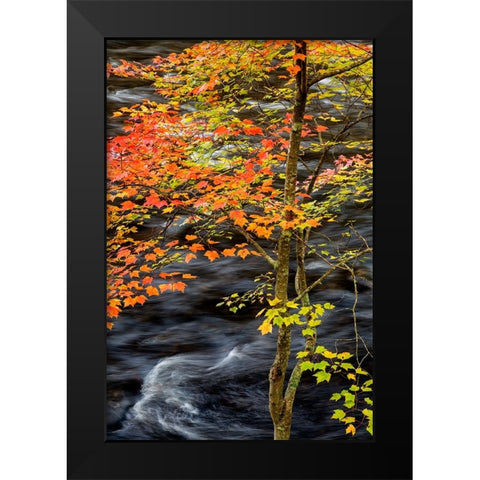 USA-New York-Adirondacks Long Lake-young maple beside the Raquette River Black Modern Wood Framed Art Print by Collins, Ann
