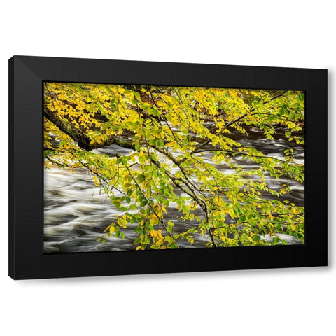 USA-New York-Adirondacks Long Lake-Raquette River flows behind autumn foliage Black Modern Wood Framed Art Print with Double Matting by Collins, Ann