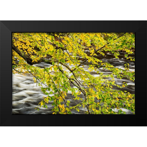 USA-New York-Adirondacks Long Lake-Raquette River flows behind autumn foliage Black Modern Wood Framed Art Print by Collins, Ann