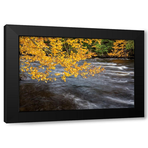 USA-New York-Adirondacks Long Lake-yellow foliage along the Raquette River at Forked Lake Black Modern Wood Framed Art Print by Collins, Ann