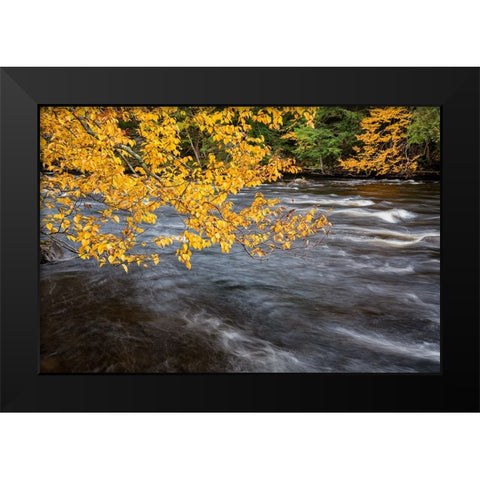 USA-New York-Adirondacks Long Lake-yellow foliage along the Raquette River at Forked Lake Black Modern Wood Framed Art Print by Collins, Ann