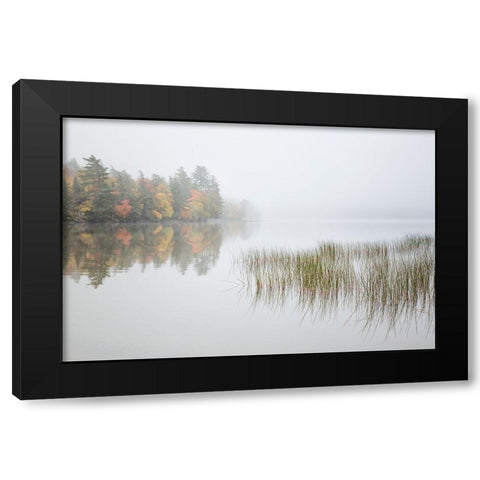 USA-New York-Adirondacks Long Lake-reeds-fog-and fall foliage at Eaton Lake Black Modern Wood Framed Art Print with Double Matting by Collins, Ann