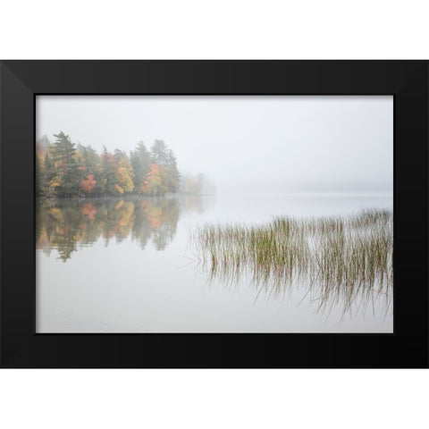 USA-New York-Adirondacks Long Lake-reeds-fog-and fall foliage at Eaton Lake Black Modern Wood Framed Art Print by Collins, Ann