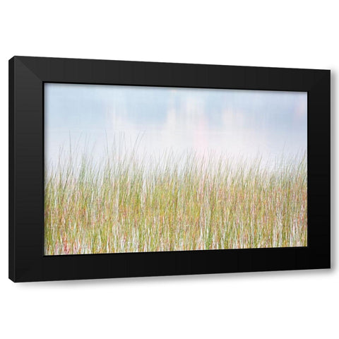 USA-New York-Adirondacks Long Lake-reeds-fog-and reflected fall color at Eaton Lake Black Modern Wood Framed Art Print with Double Matting by Collins, Ann