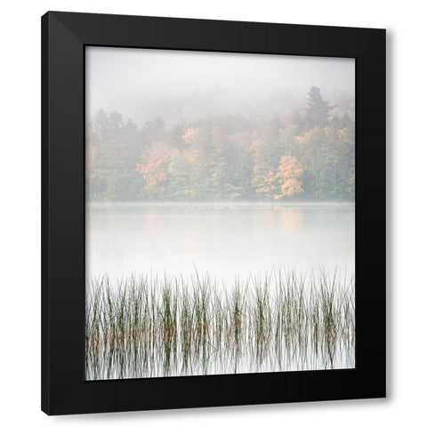 USA-New York-Adirondacks Long Lake-reeds-fog-and fall foliage at Eaton Lake Black Modern Wood Framed Art Print with Double Matting by Collins, Ann