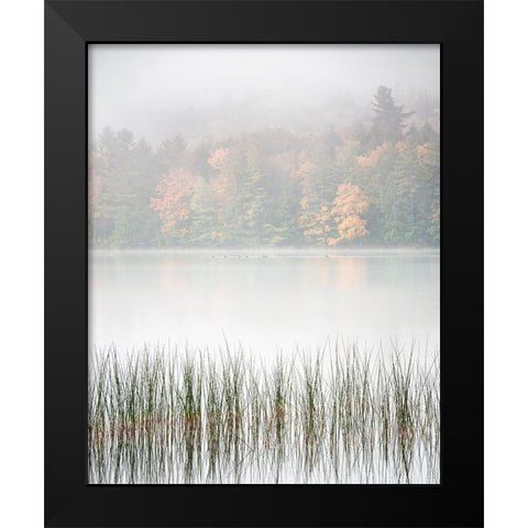 USA-New York-Adirondacks Long Lake-reeds-fog-and fall foliage at Eaton Lake Black Modern Wood Framed Art Print by Collins, Ann